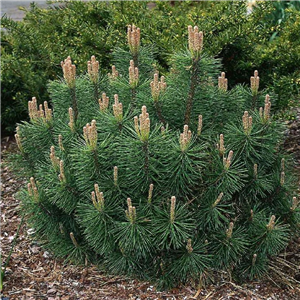 Pinus Mugo 'Mughus'
